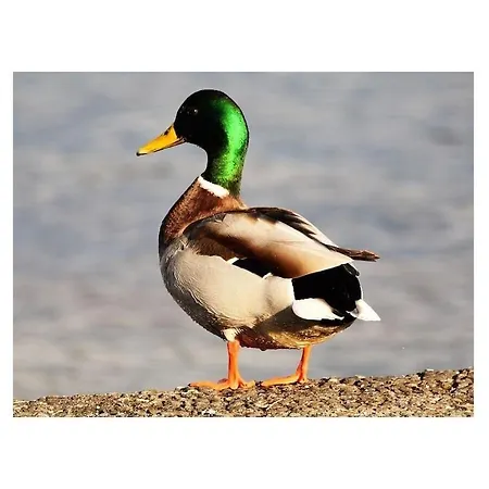 Seeblick Comfortable בית נופש